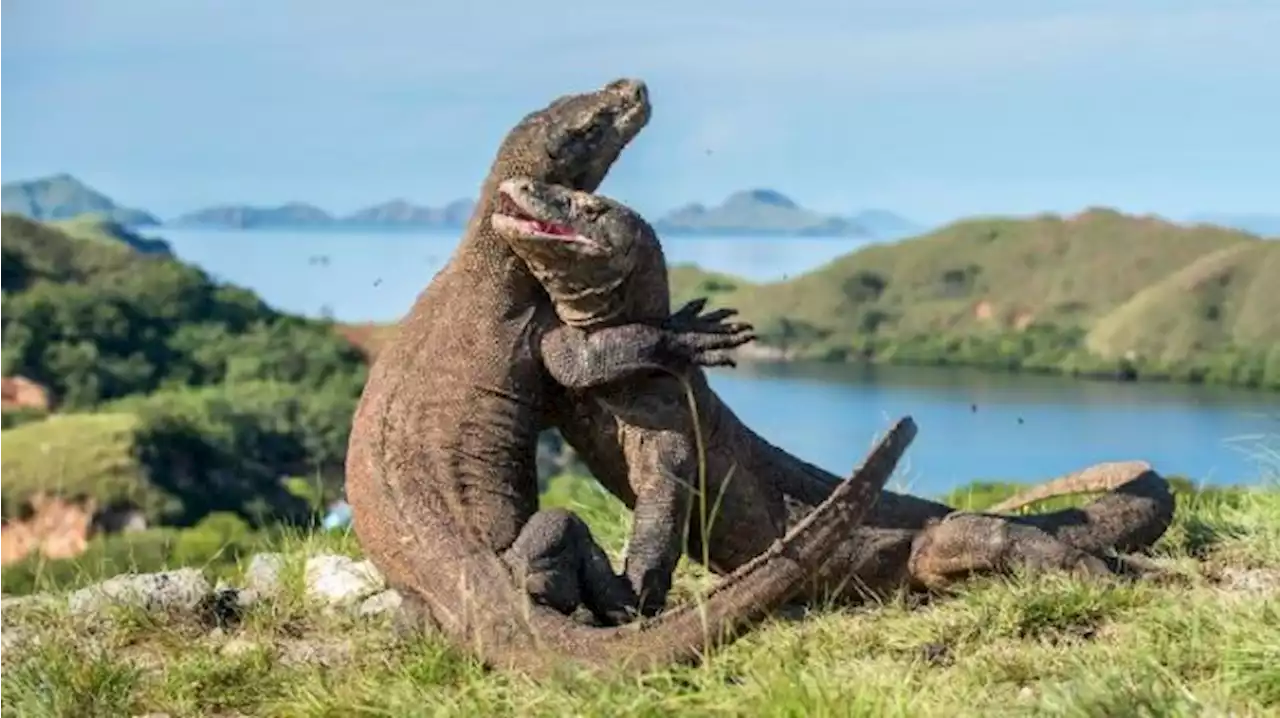 Bea Masuk Pulau Komodo Naik Mulai Besok, Berikut Profil Binatang Purba Itu