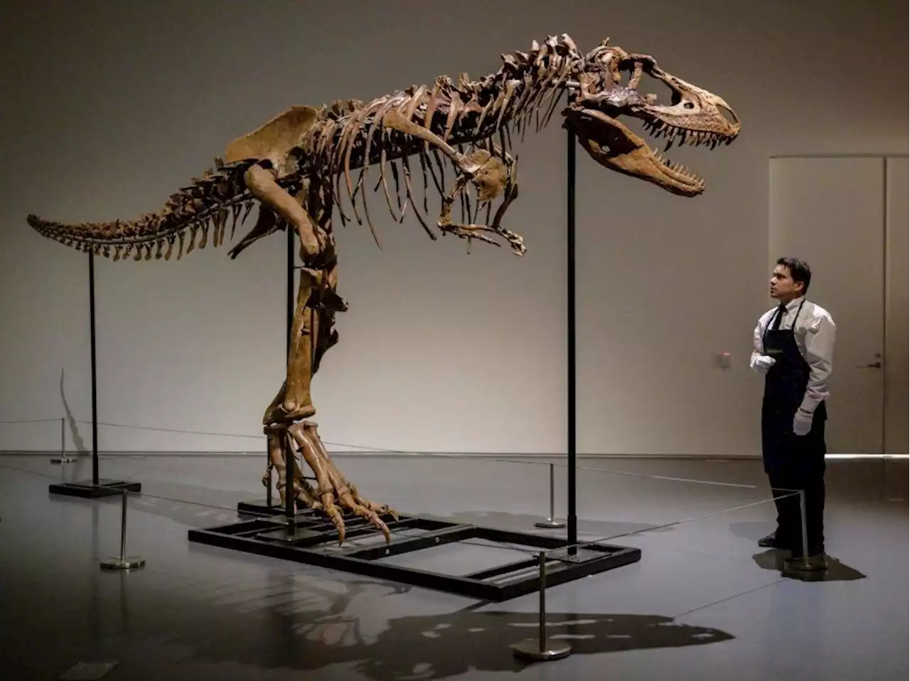 Private buyer spends $6.1M on dinosaur skeleton as scientists fume