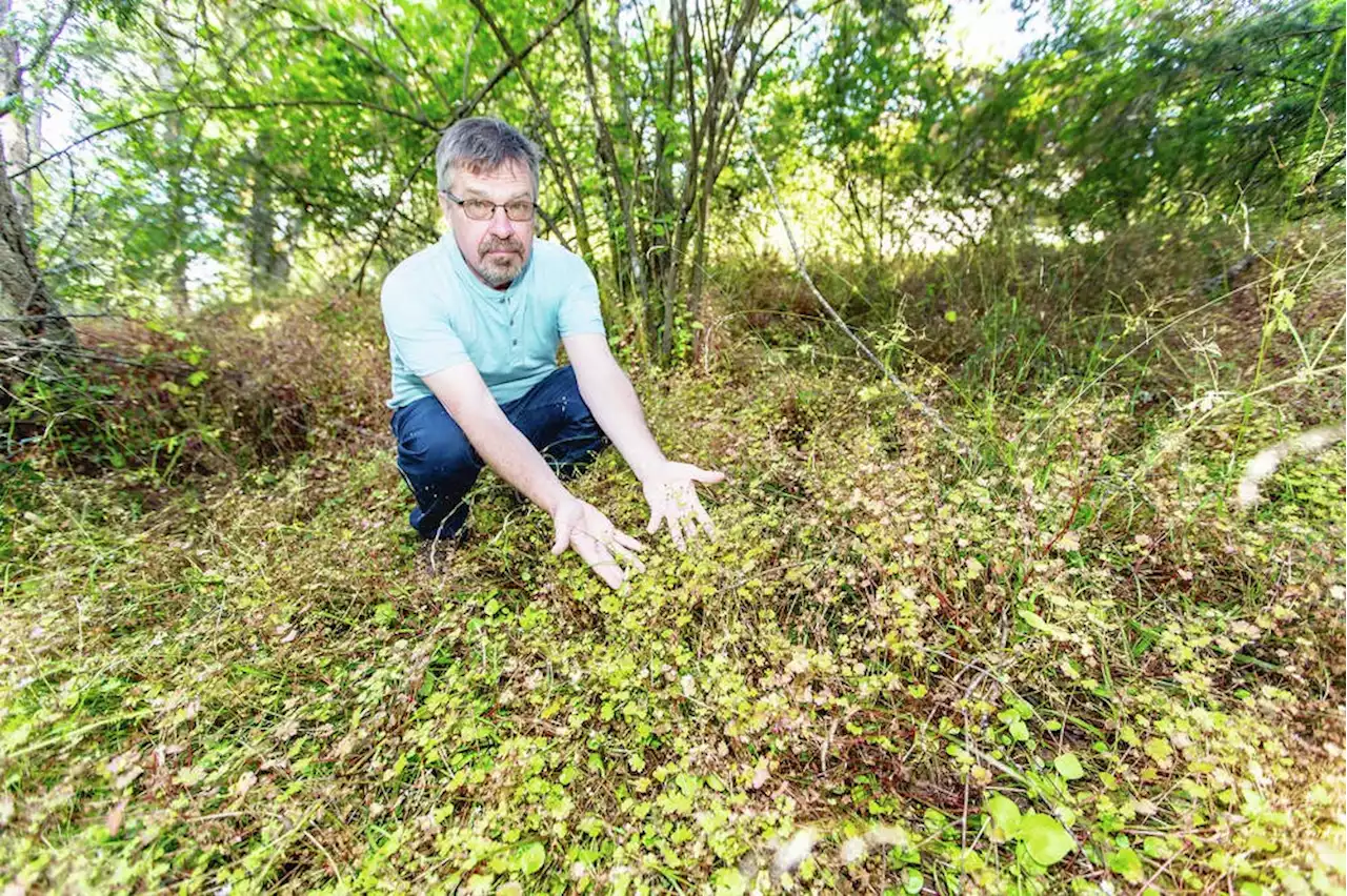 Beautiful but aggressive and destructive: Shiny geraniums invade Island ecosystems
