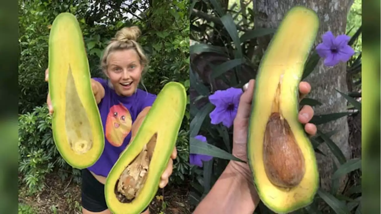 How Miami’s rare tropical fruit went TikTok viral