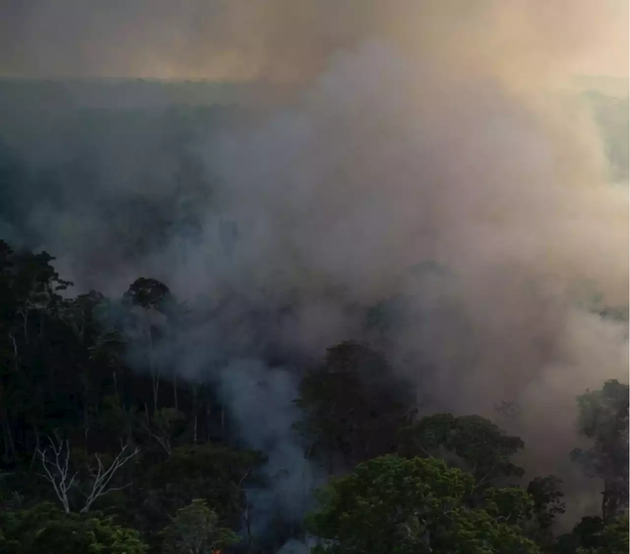 Those Who Want to Destroy the Amazon Have Taken Over Brazil's Politics - Women’s Media Center