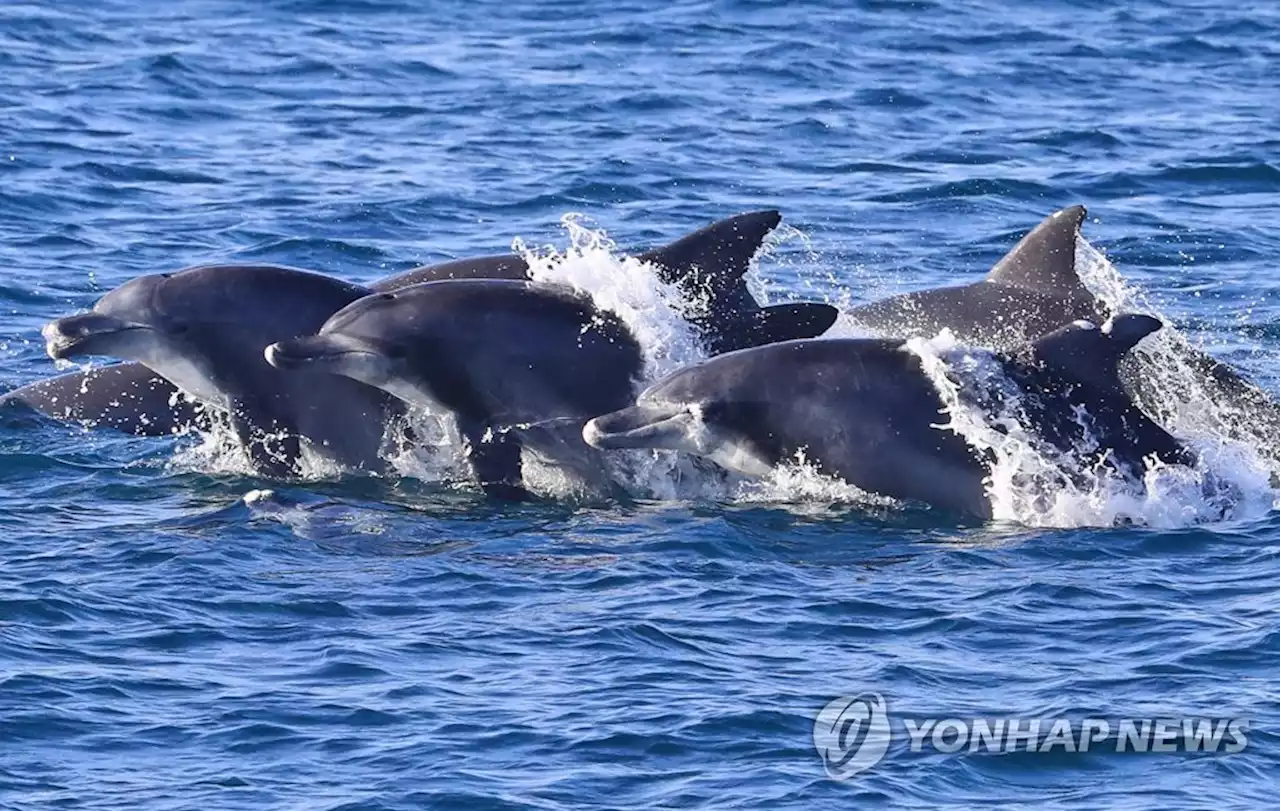 [줌in제주] 쓰레기 때문에 죽고 다치고…위기의 해양동물들 | 연합뉴스