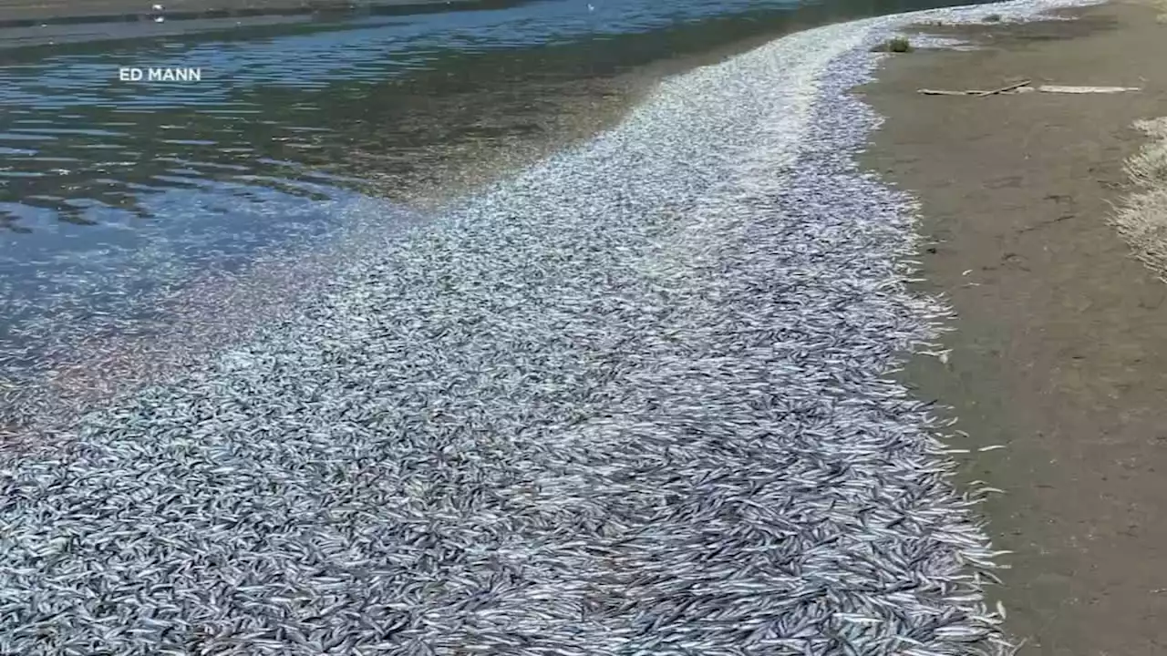 Thousands of dead anchovies wash ashore, fall from sky in Bay Area's Marin County