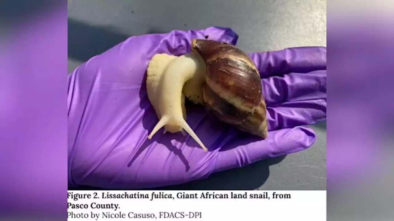 A Florida county is quarantining after discovery of invasive giant African land snails