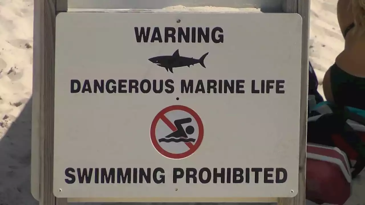 Smith Point and Cupsogue beaches closed after lifeguard nipped by shark