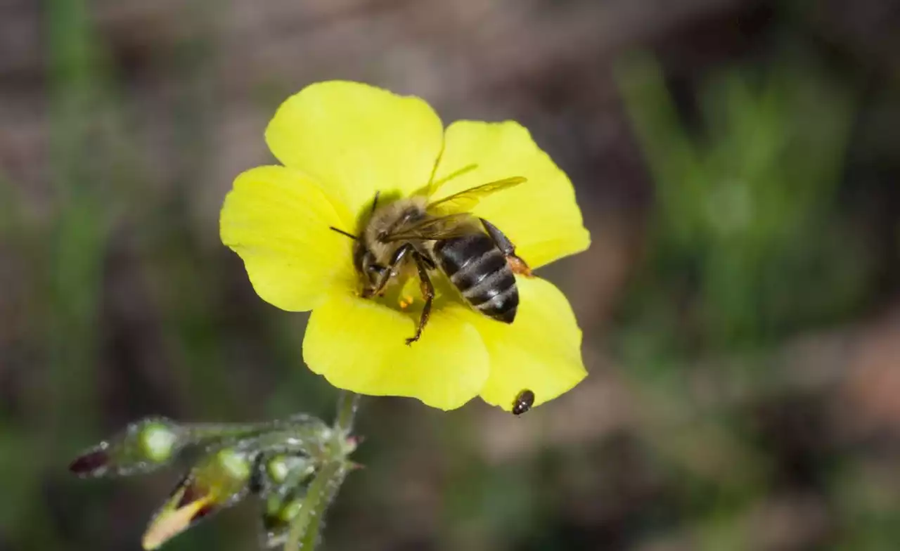 South Africa: How Beetles Trick Bees Into Feeding Them Food Rich in Nutrients