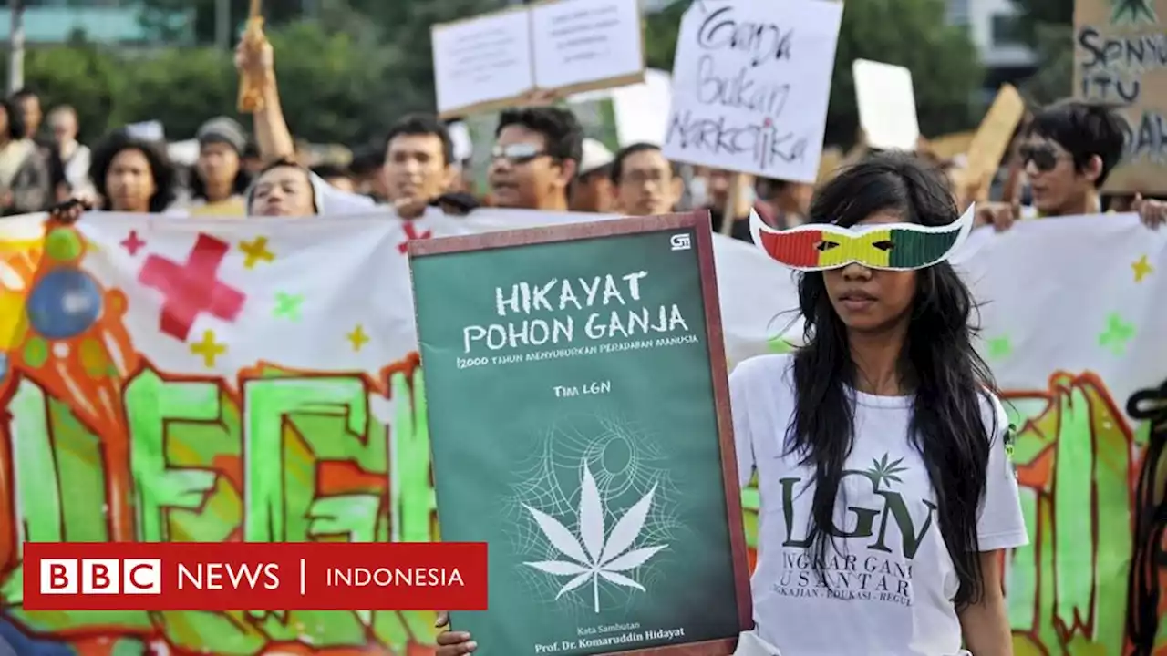 Menkes akan izinkan riset ganja, bagaimana dampaknya terhadap upaya legalisasi untuk keperluan medis? - BBC News Indonesia