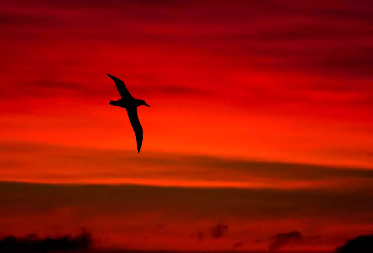 Should NASA Send An ‘Albatross’ To Mars? How A New Bird-Like Sailplane Could Reveal The Red Planet’s Secrets