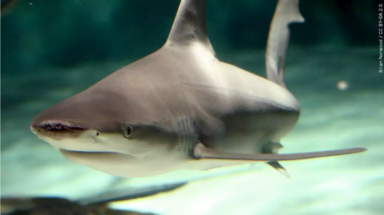 Shark attacks Long Island lifeguard during training exercise