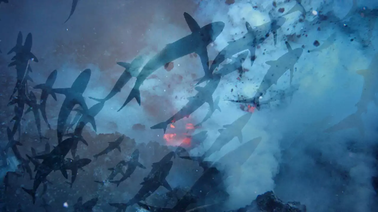 Great, NASA Says an Underwater Shark Volcano Has Erupted