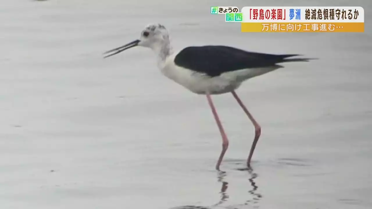 『関西万博によって喪失する』地盤改良工事で“絶滅危惧種の野鳥が危機”と訴える声 - トピックス｜Infoseekニュース