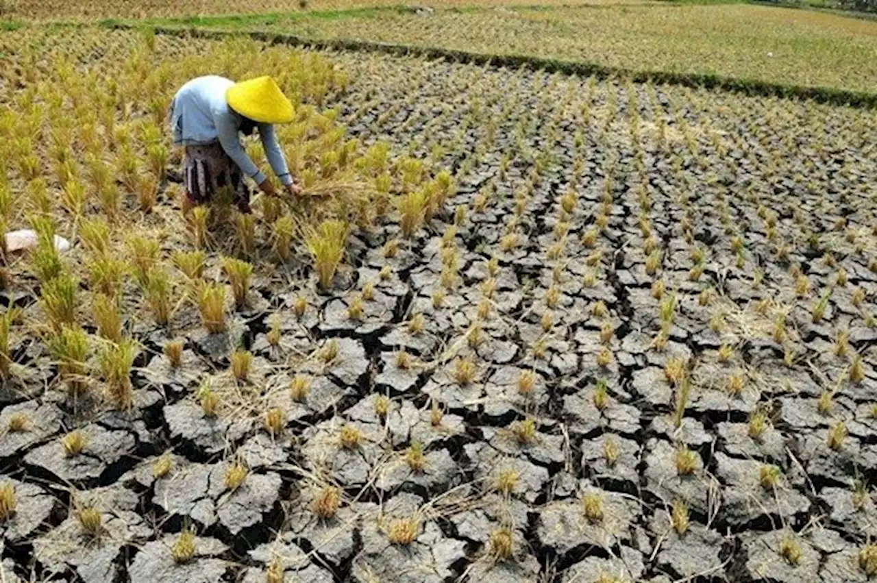 Ini Langkah Pemkab Bantul untuk Mengantisipasi Bencana Kekeringan Saat Kemarau