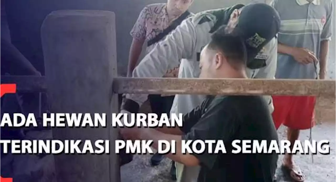 Ada Hewan Kurban Terindikasi PMK di Kota Semarang