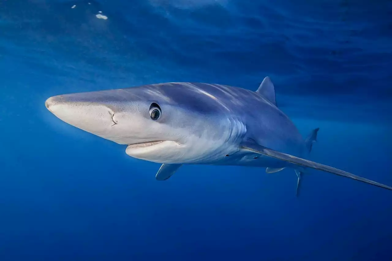 First News - Shark season is here!