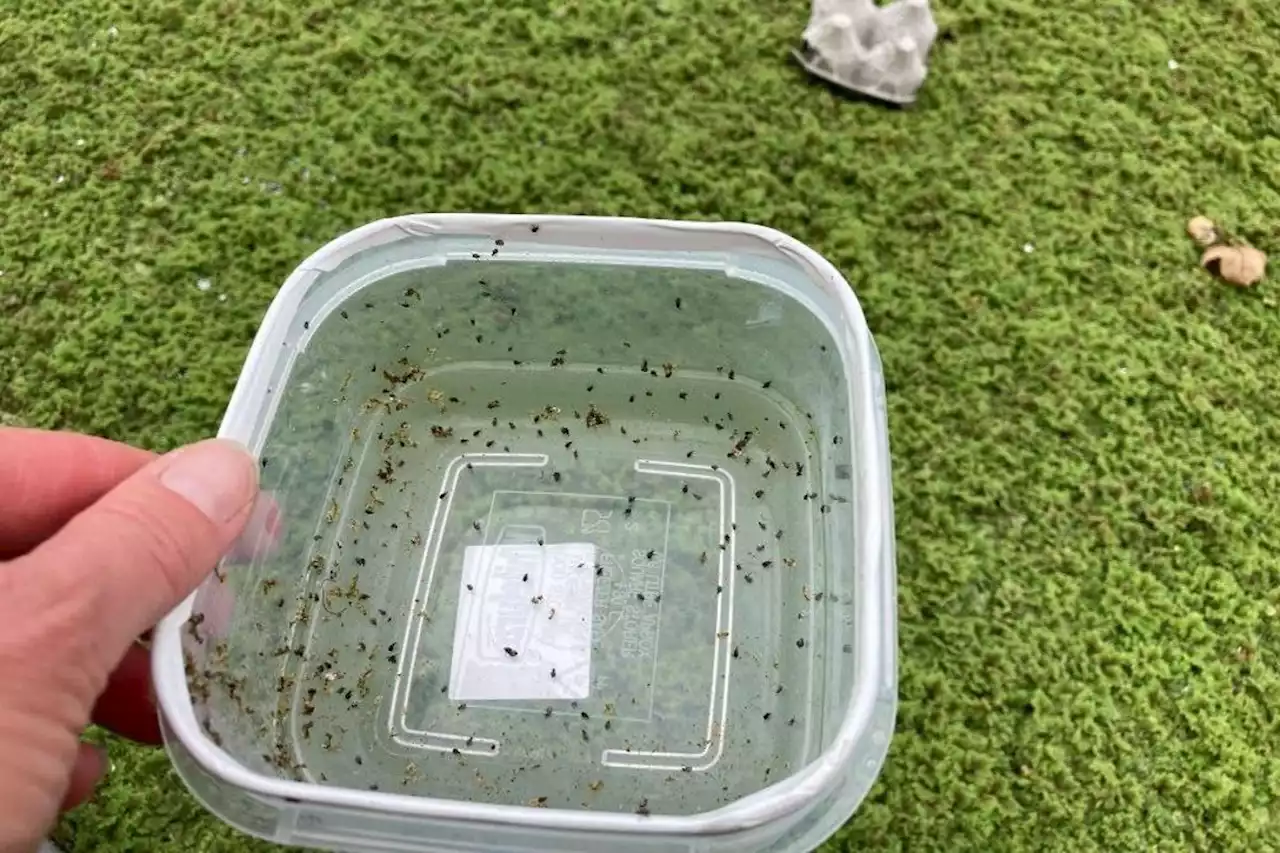 This is why thousands of tiny beetles are being dumped into Lancaster Canal