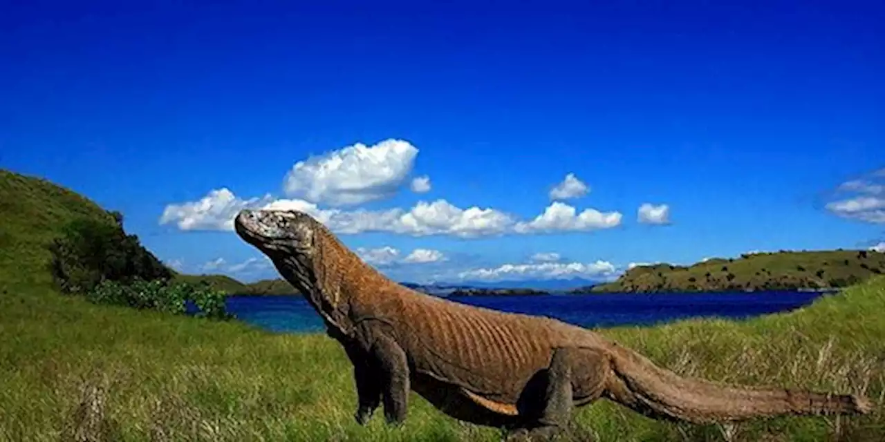 Harga Tiket Taman Nasional Komodo Rp3.750.000, Ini Fasilitas yang Didapat | merdeka.com