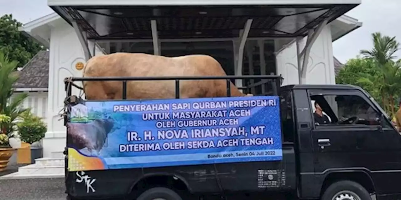 Jokowi Kurban Sapi Ras Simmental di Aceh, Berat Mencapai 874 Kg | merdeka.com