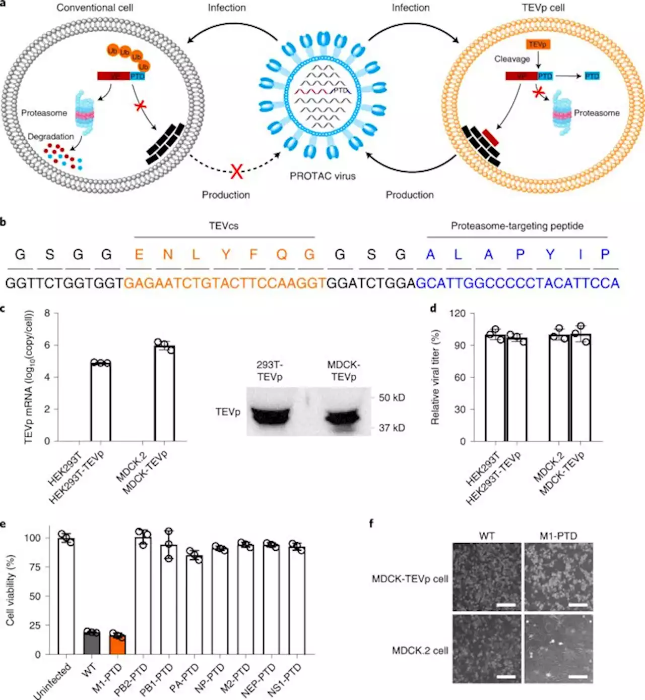 Generation of a live attenuated influenza A vaccine by proteolysis targeting - Nature Biotechnology