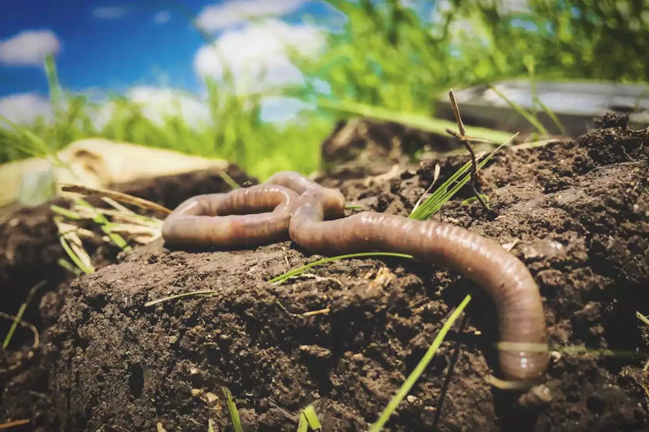 Alien earthworms have spread to almost all parts of North America