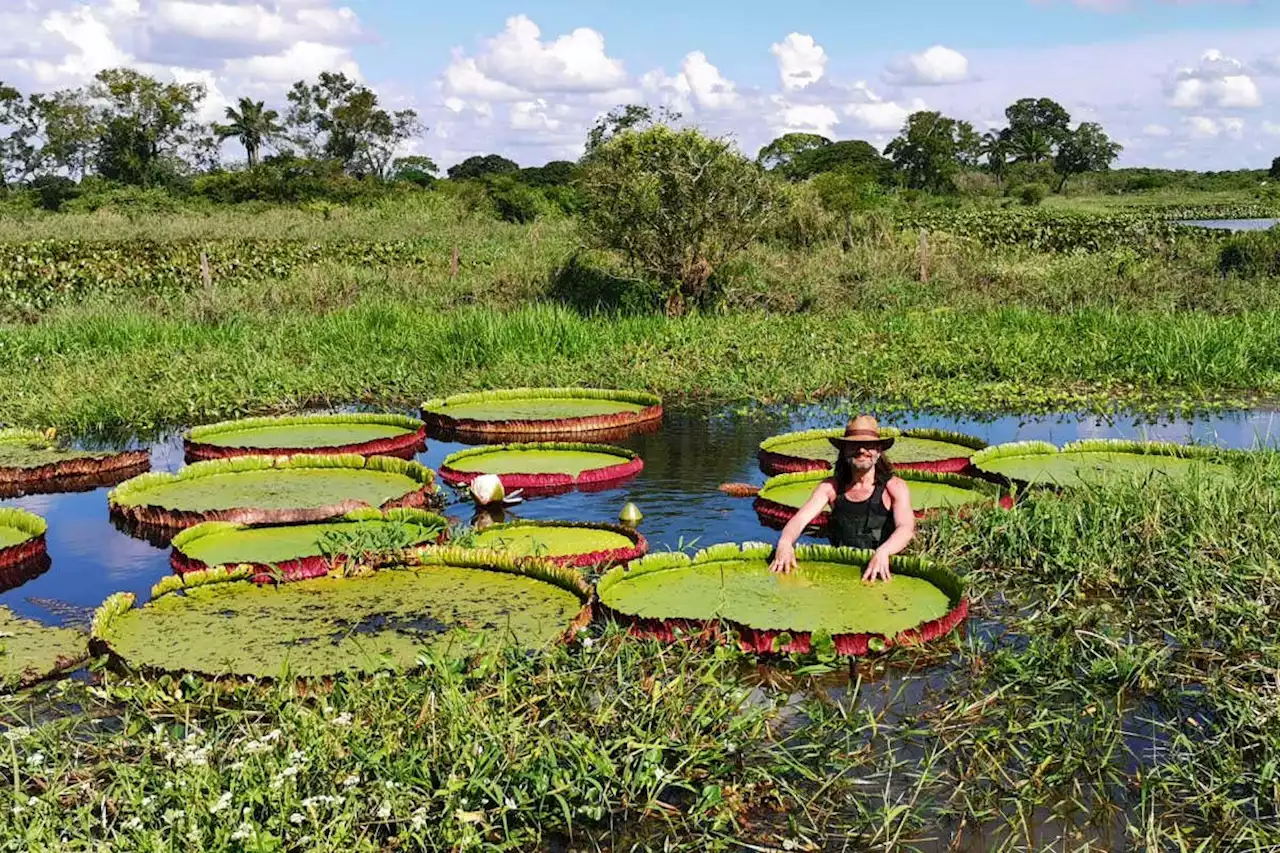 Newly identified species is the world’s largest known giant water lily