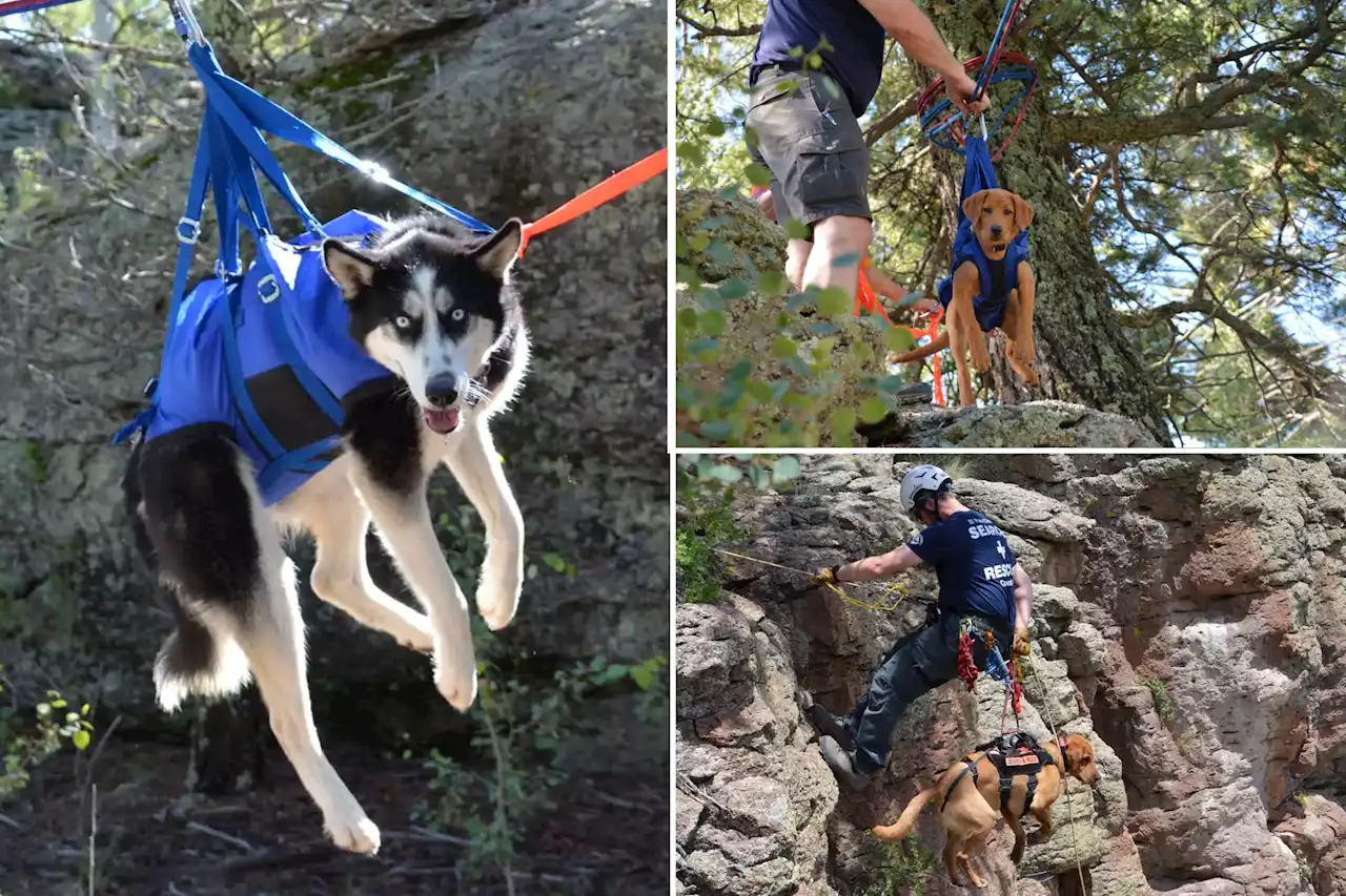 Colorado K-9s participate in special search and rescue training day