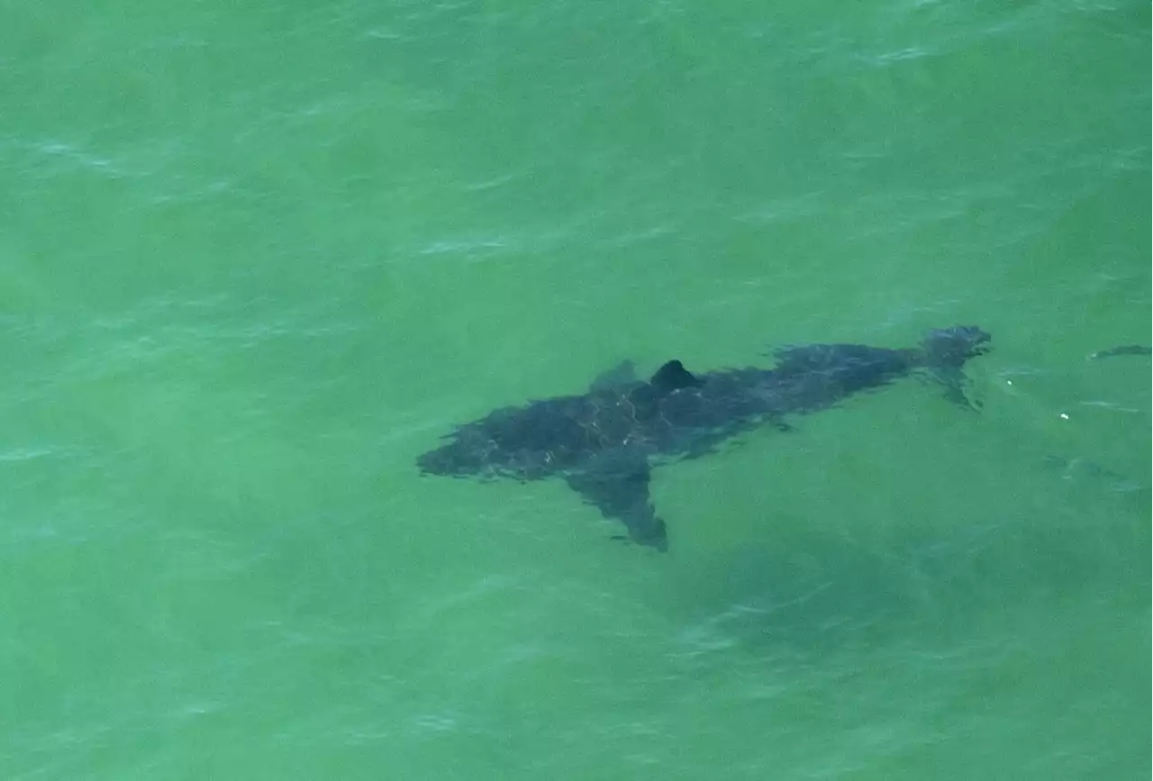 Shark attacks Long Island lifeguard during training exercise