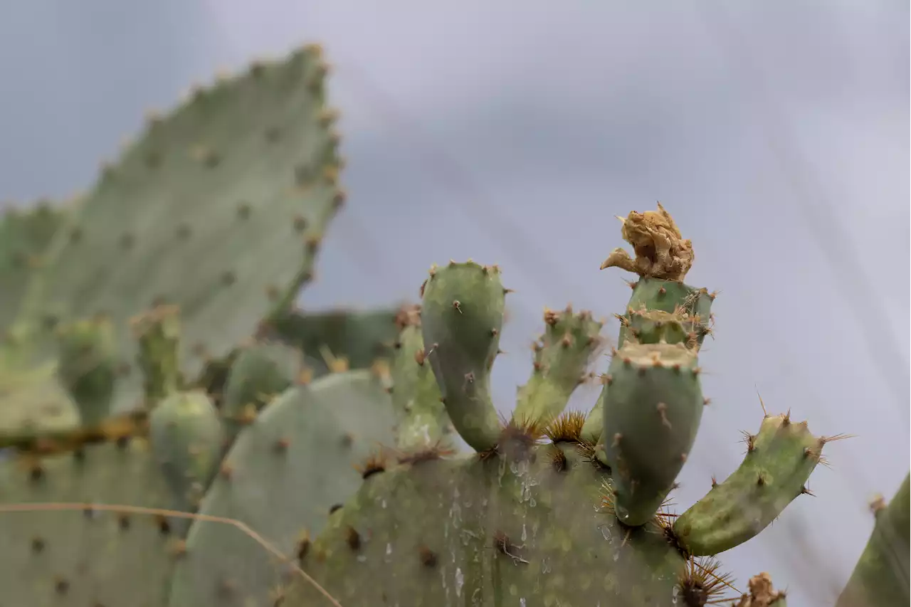 More pests in your place? Heat, drought are driving critters indoors