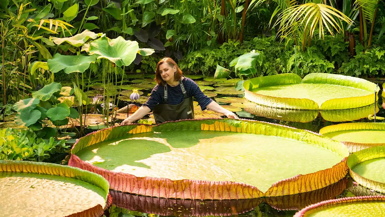 New giant water lily species discovered at Kew is world's largest