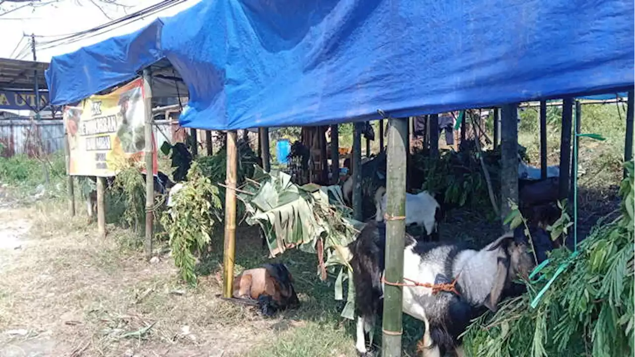 Dilarang, Pedagang Nekat Jual Hewan Kurban di Pinggir Jalan Karanganyar