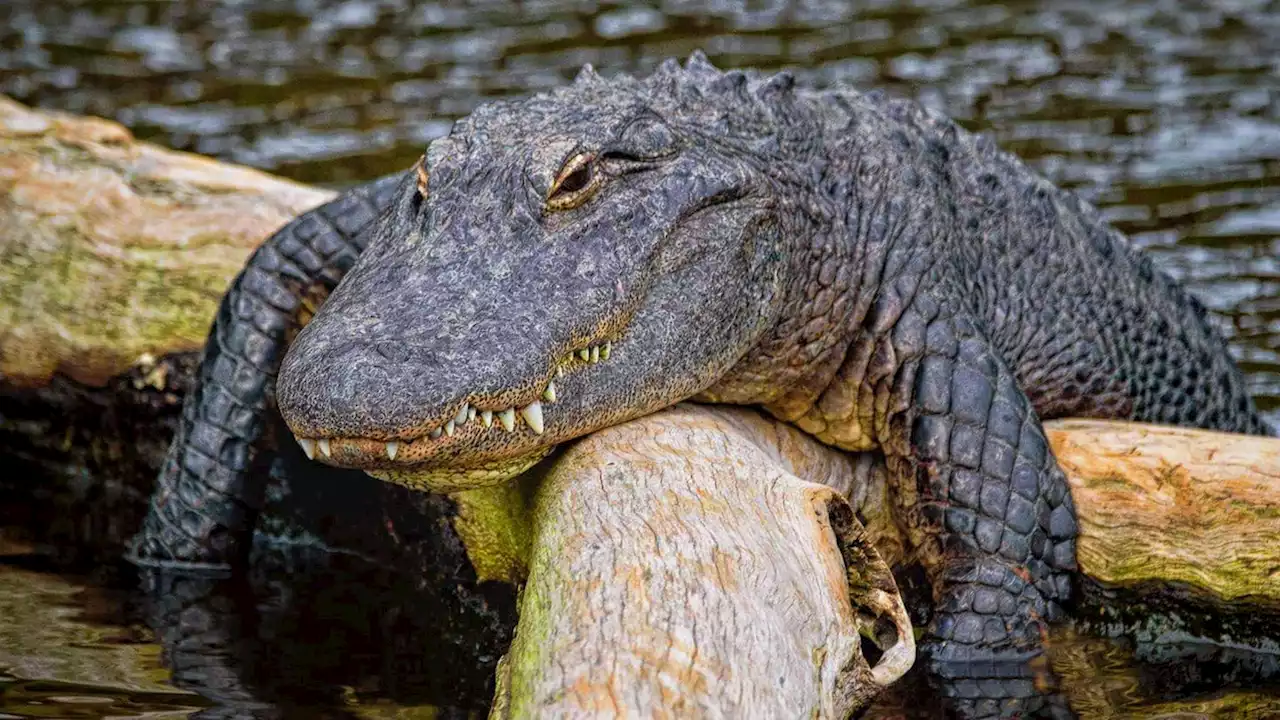 Mann verliert mehrere geliebte Menschen – jetzt hält er sich einen zahmen Alligator als 'Emotional Support'-Tier