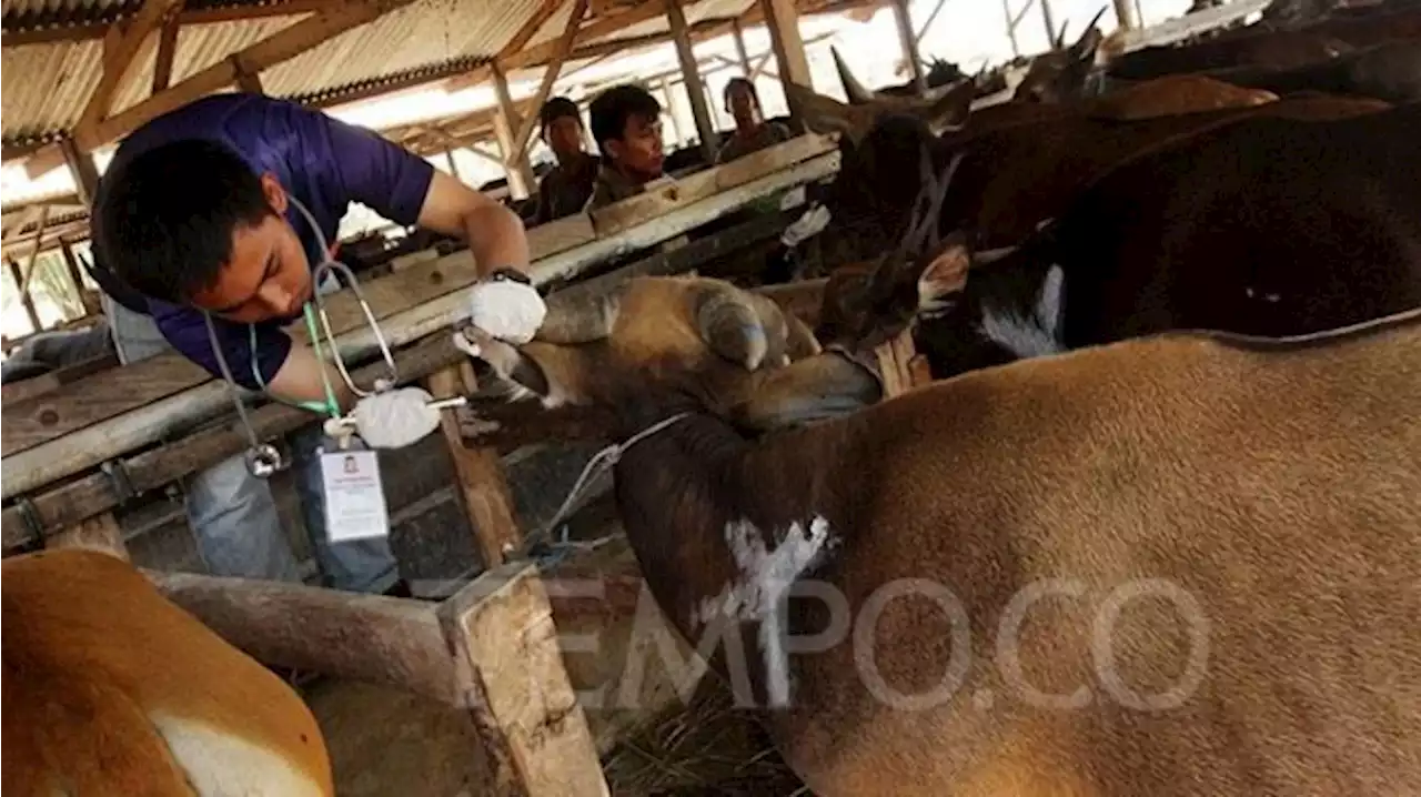 Kriteria Hewan Kurban Ketentuan Kementerian Agama