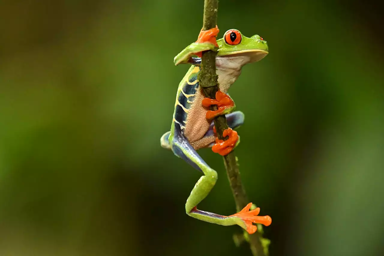 Explore Costa Rica's biodiversity on an expert-led i Discovery Tour