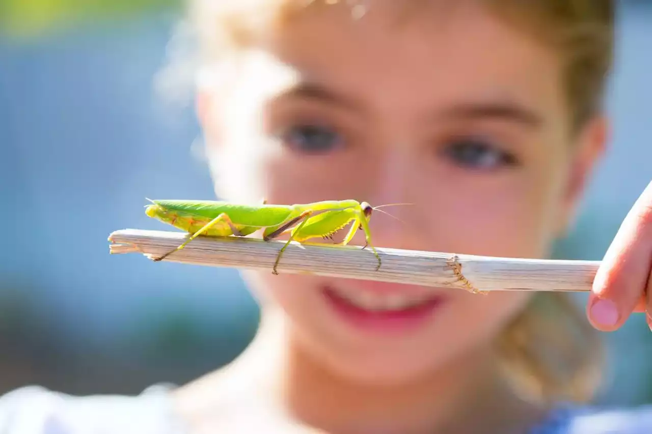 Opinion | We need insects — it’s time to stop the hate