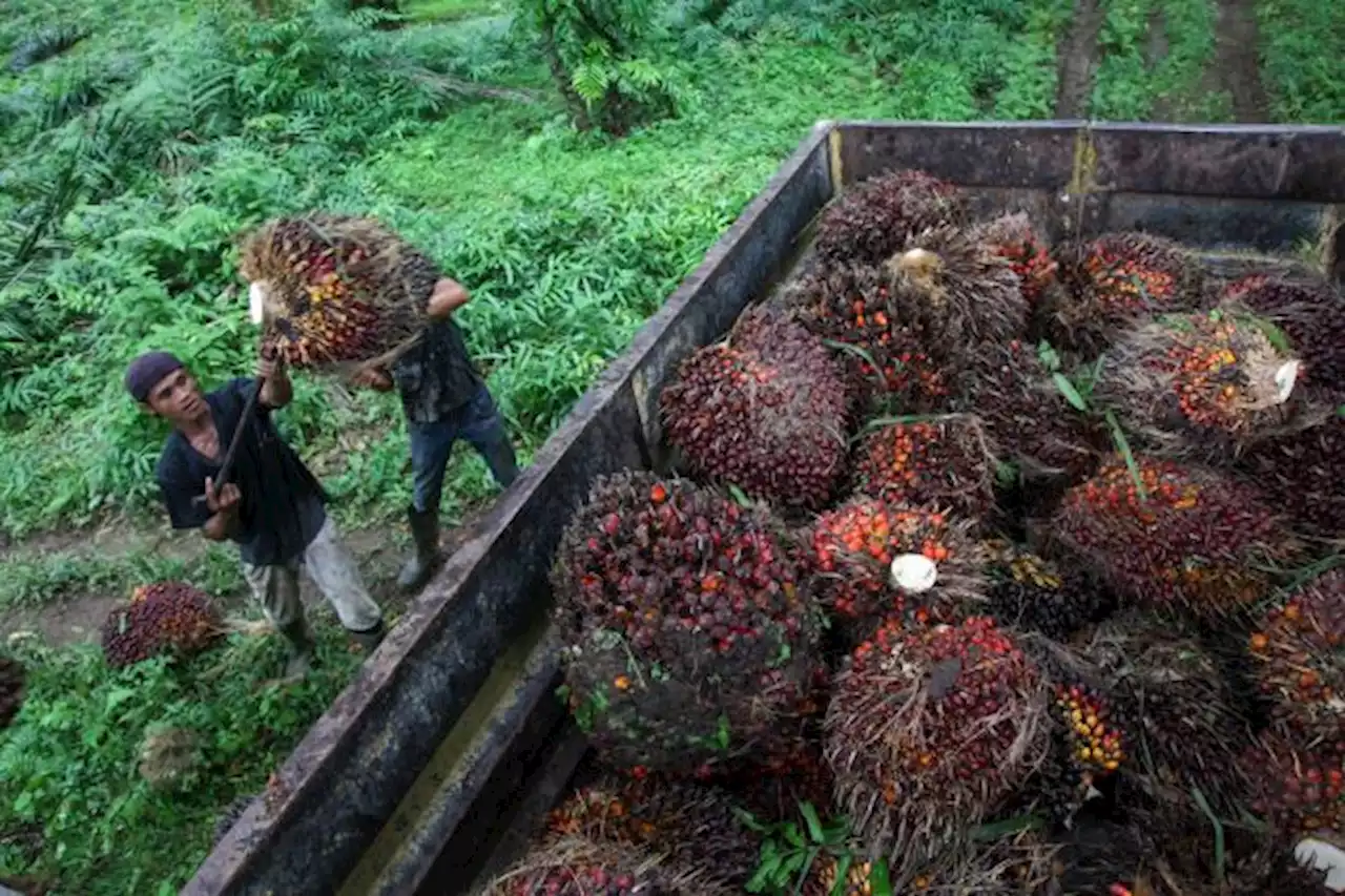 Peladang Indonesia mahu jual sawit kepada Malaysia