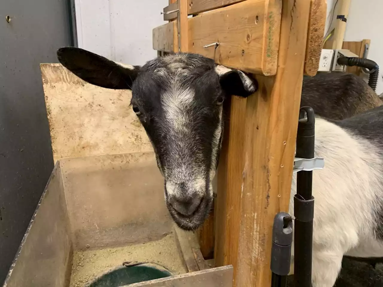 Telling Alaska’s Story: Herd shares for raw goat’s milk grow in popularity