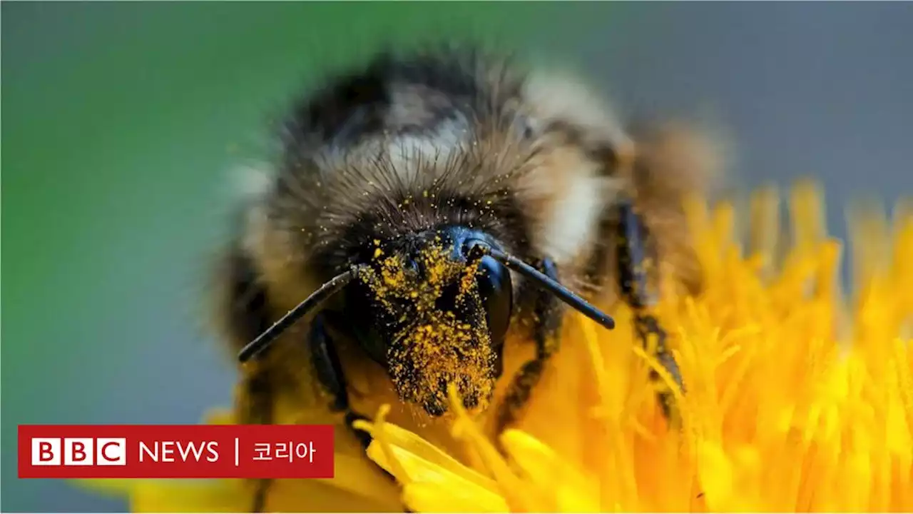 폭염이 일으킨 '꽃가루 위기', 우리의 '먹거리 위기' 되는 이유 - BBC News 코리아