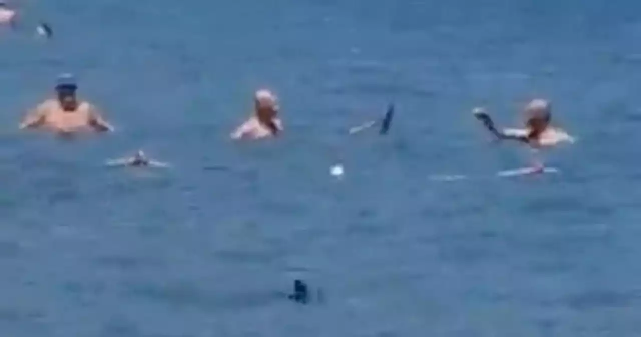 Swimmers fight off shark with mop as it heads towards beach packed with tourists