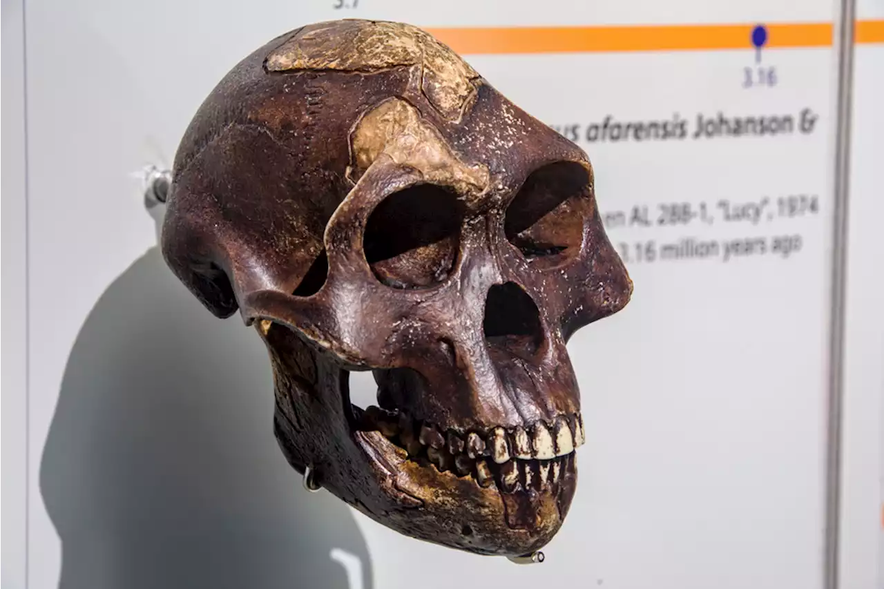 Fossils From The Cradle Of Humankind May Be Much Older Than Originally Thought