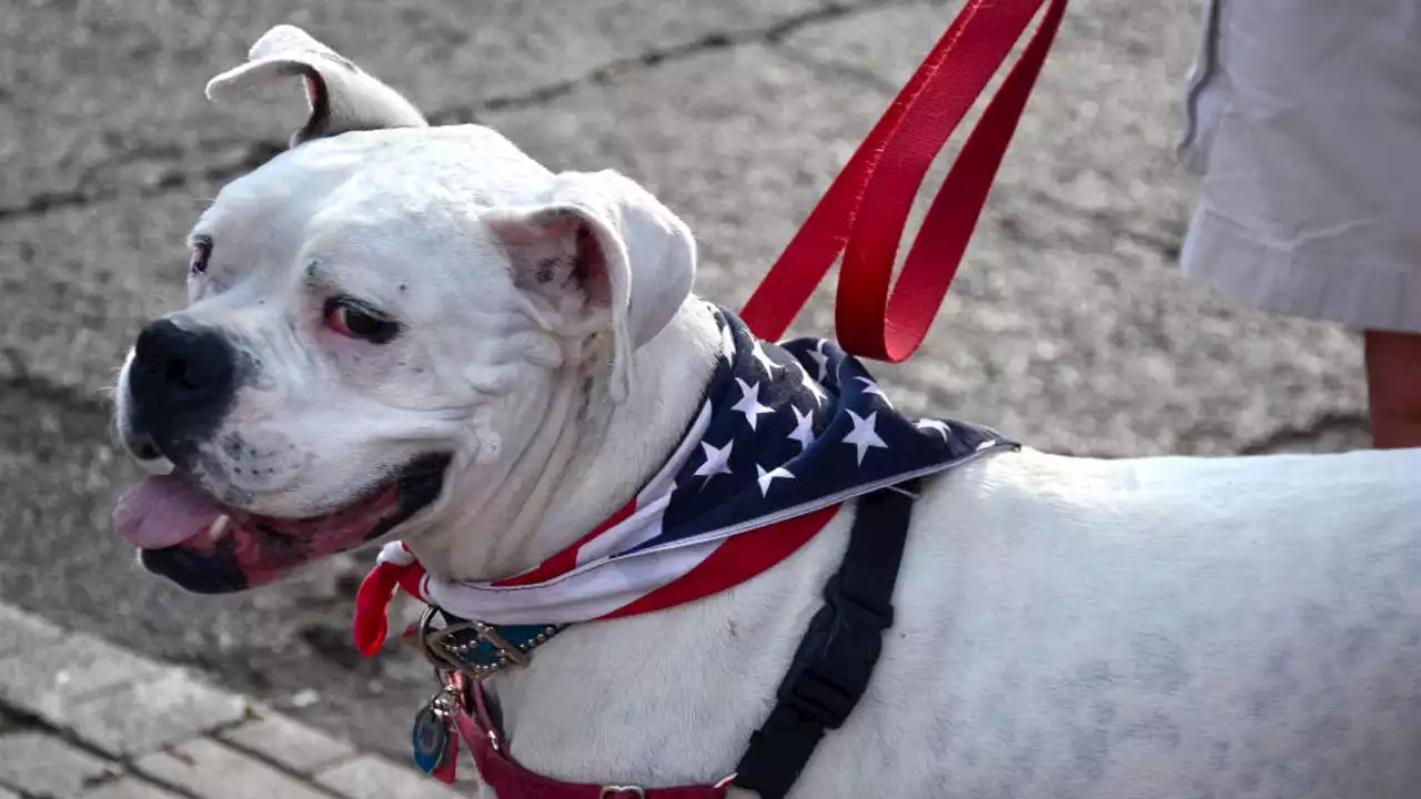 July 4 pet safety: Helpful tips to protect your pets during fireworks celebrations