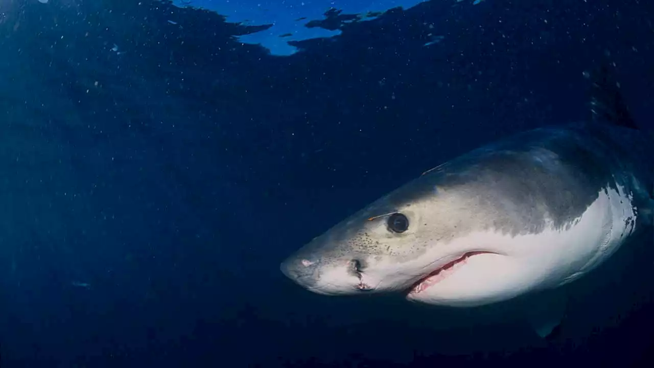 Southern California juvenile white sharks are 'hanging out' near beaches but not concerned about humans: study