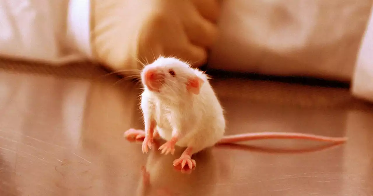 Scientists 'Elated' by Treatment They Say Made Mice Genetically Younger