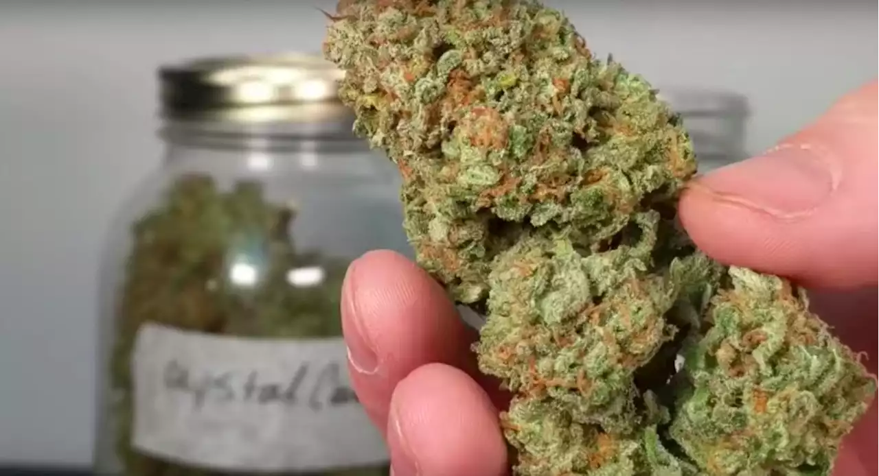 'Outside of Singapore also wanna control' — Netizens on CNB warning that consuming cannabis abroad is also a crime - The Independent Singapore News
