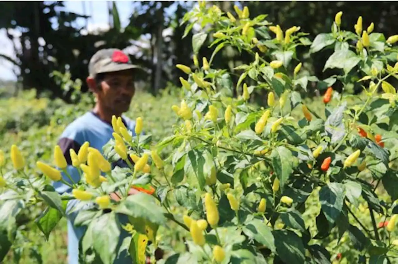 Harga Cabai Melejit, Petani Hadapi Biaya Tinggi