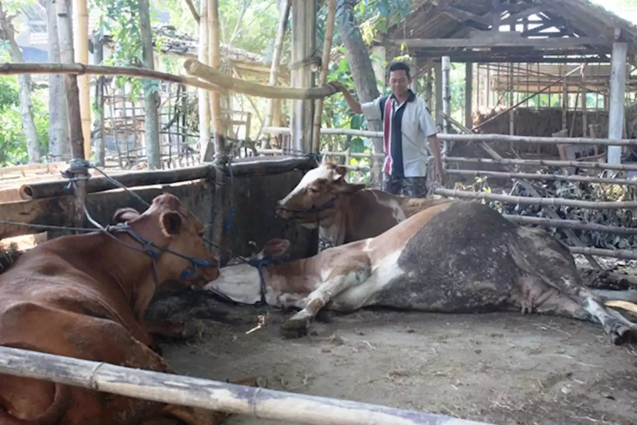 Ribuan Sapi di Kota Kediri Rawan Mati