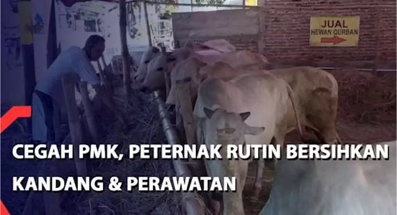 Cegah PMK, Peternak di Semarang Rutin Bersihkan Kandang dan Perawatan