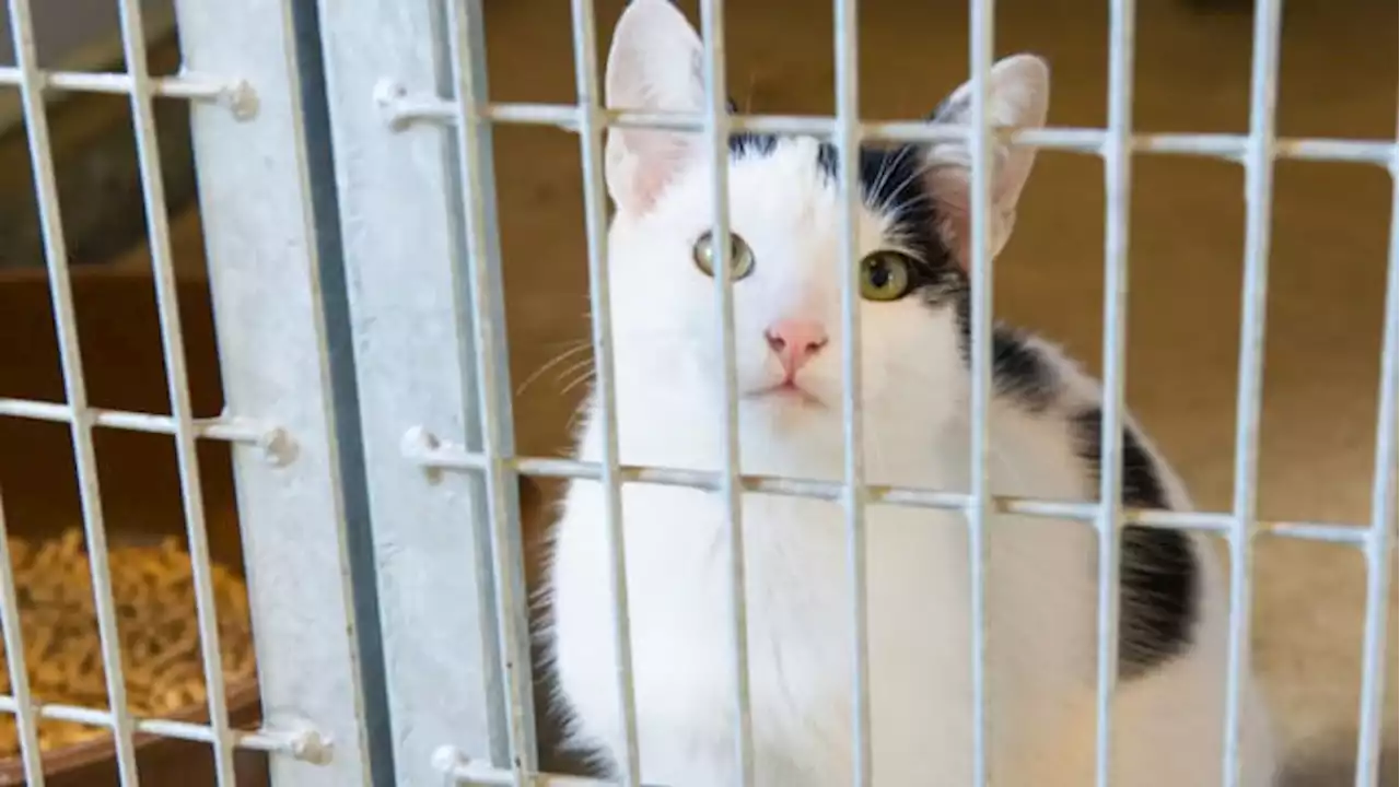 Montgomery County Animal Shelter at critical capacity, waiving adoption fees on all pets