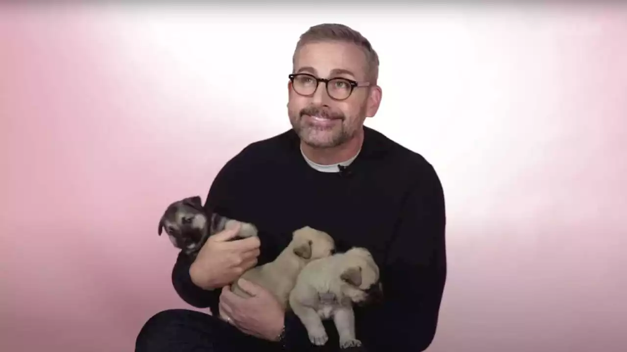 Have You Seen This? Steve Carrell and puppies, need I say more?