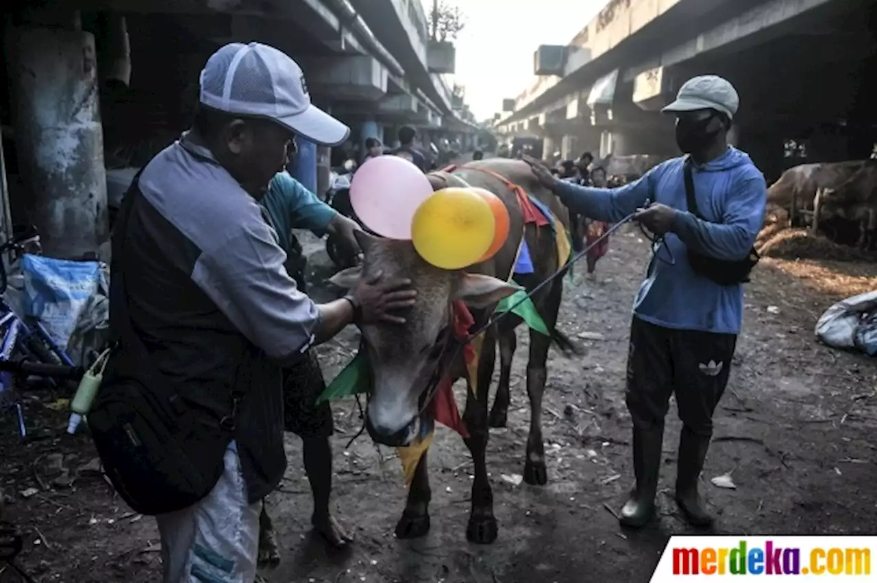 Foto : Uniknya Salon Sapi Kurban untuk Cegah Virus PMK | merdeka.com