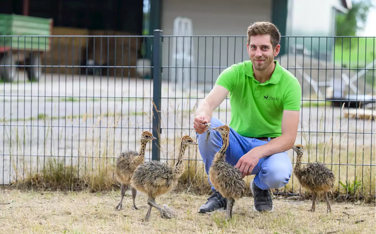 Flauschiges Beruhigungsmittel: Die besondere Aufgabe einer Straußenfarm im Norden