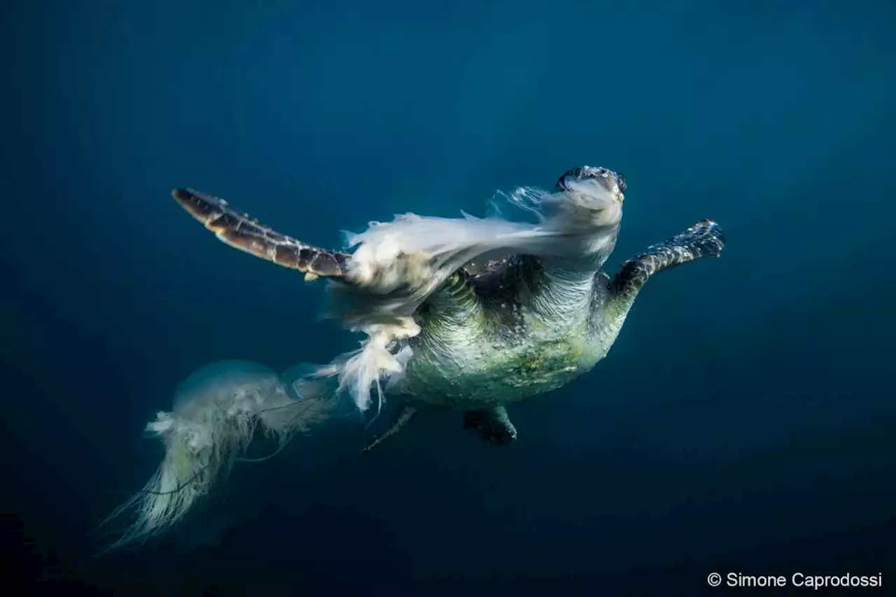 Like a child eating candyfloss: see a green turtle tuck into jellyfish